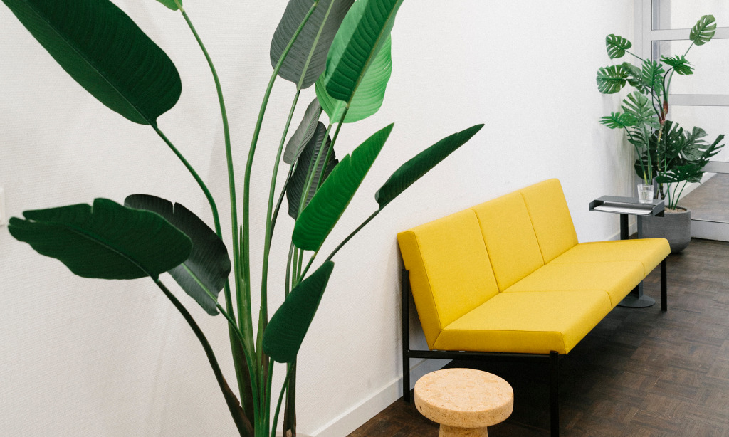 Bild: Pflanzen und modernes Sofa als Büroeinrichtung
